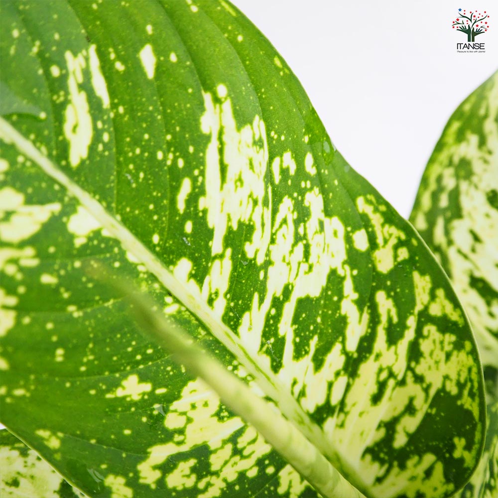 ディフェンバキア サブライム 【観葉植物 4号/1個売り】