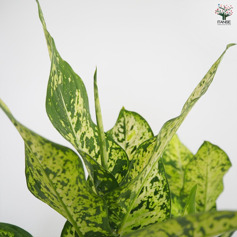 ディフェンバキア サブライム 【観葉植物 4号/1個売り】