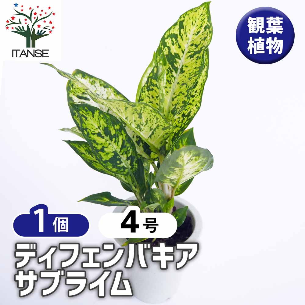 ディフェンバキア サブライム 【観葉植物 4号/1個売り】