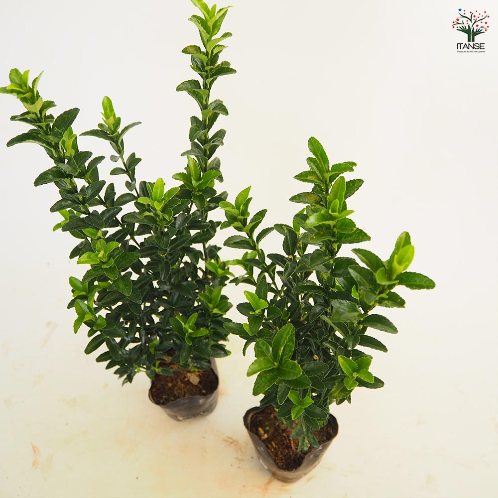 マサキ グリーンジャンプ 主木 【花木苗 3号】｜ 【植物のITANSE