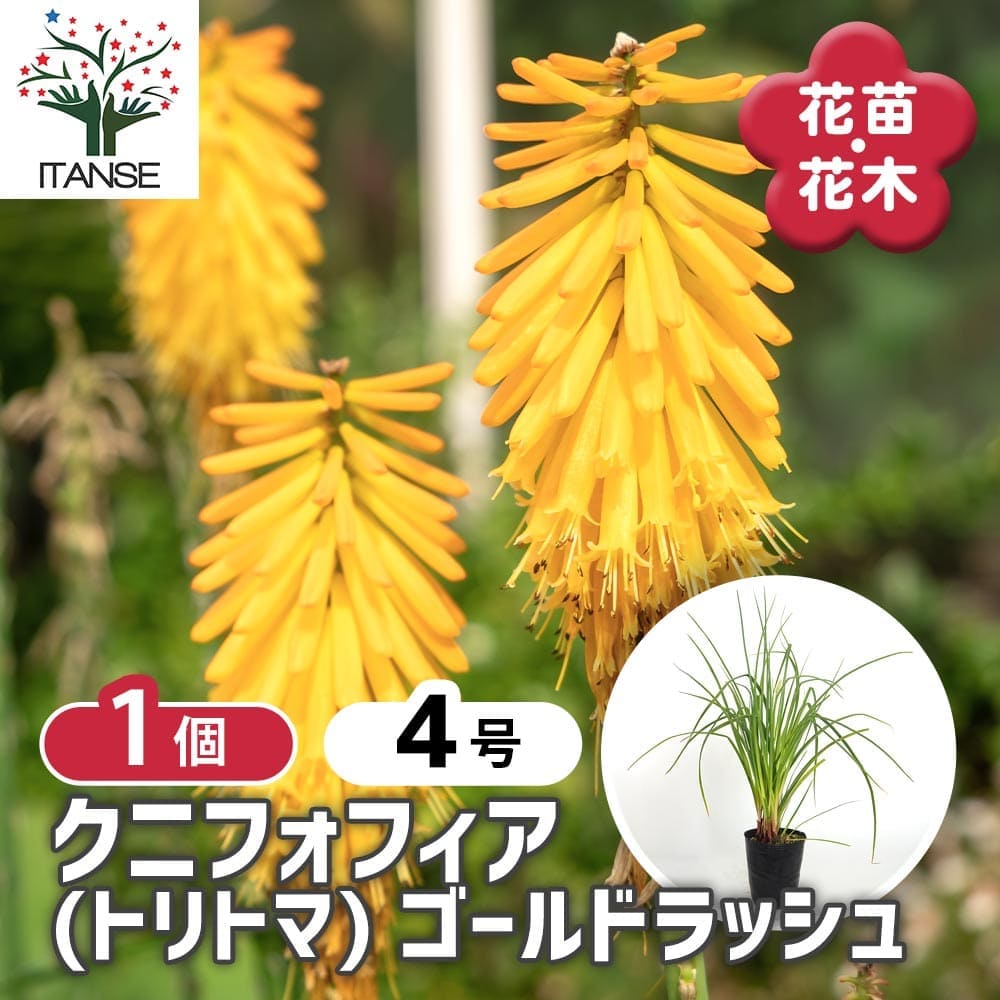 クニフォフィア(トリトマ) ゴールドラッシュ 【花苗 4号／1個売り