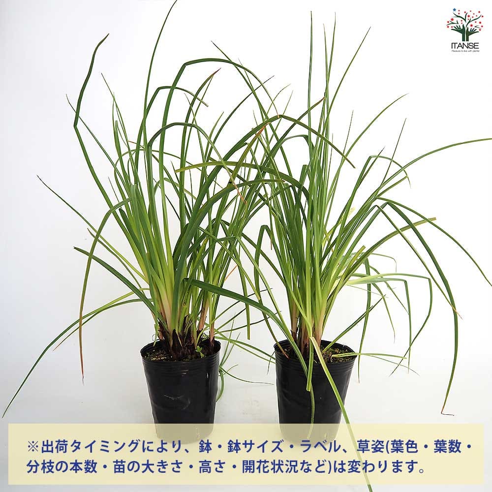 クニフォフィア(トリトマ) ゴールドラッシュ 【花苗 4号／1個売り
