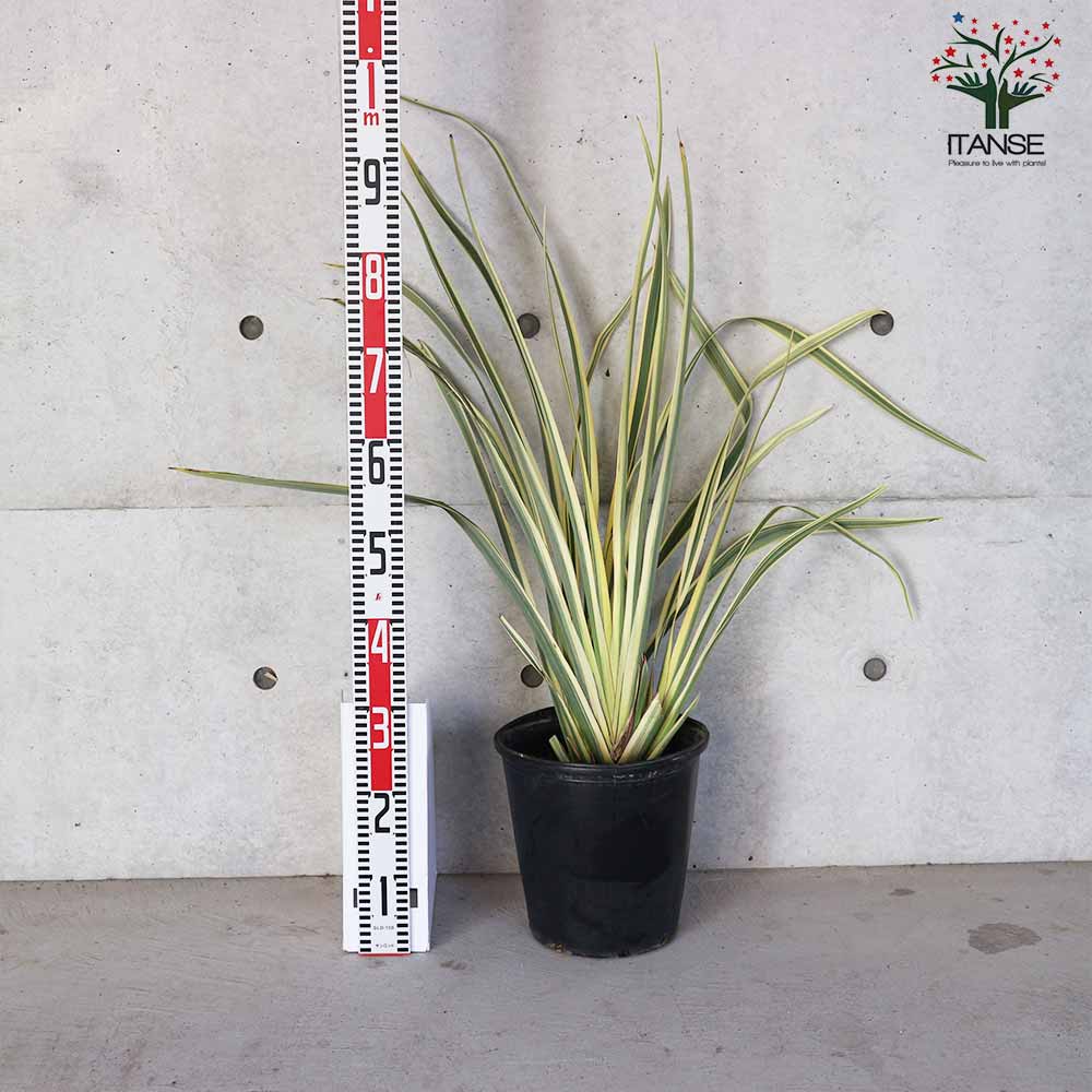 ニューサイラン(入才蘭)・バリエガータ【花苗 8号ナーセリーポット大苗 多年草カラーリーフ・オーナメンタルプランツ苗／1個売り】