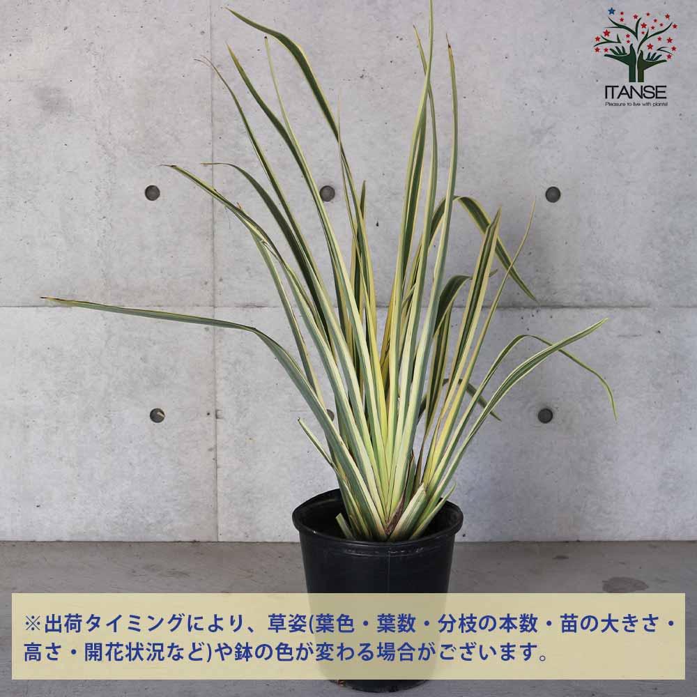 ニューサイラン(入才蘭)・バリエガータ【花苗 8号ナーセリーポット大苗 多年草カラーリーフ・オーナメンタルプランツ苗／1個売り】