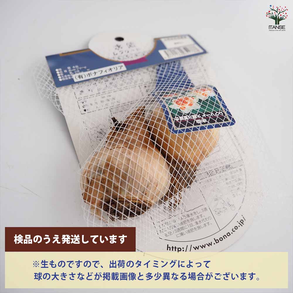 球根 水仙八重咲き レプリート 【花球根 2球】｜ 【植物のITANSE