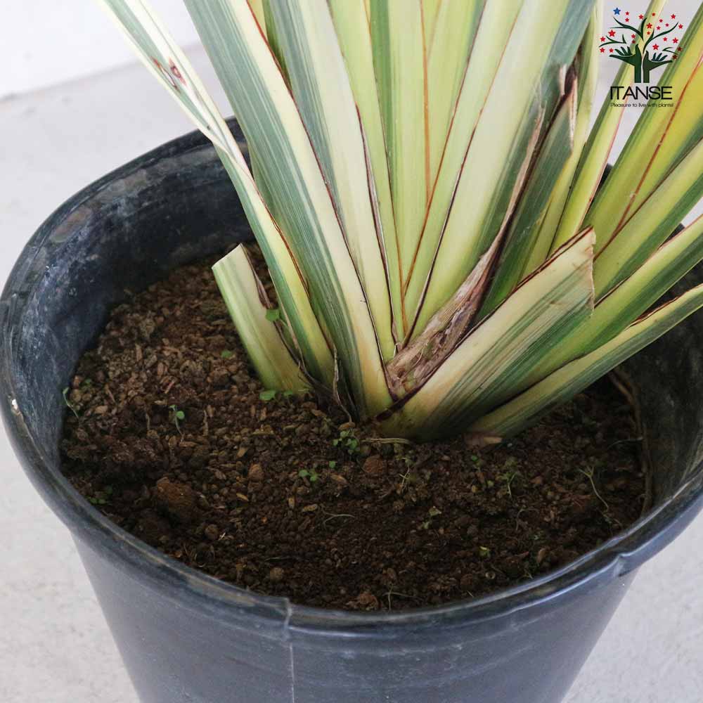 ニューサイラン(入才蘭)・バリエガータ【花苗 8号ナーセリーポット大苗 多年草カラーリーフ・オーナメンタルプランツ苗／1個売り】