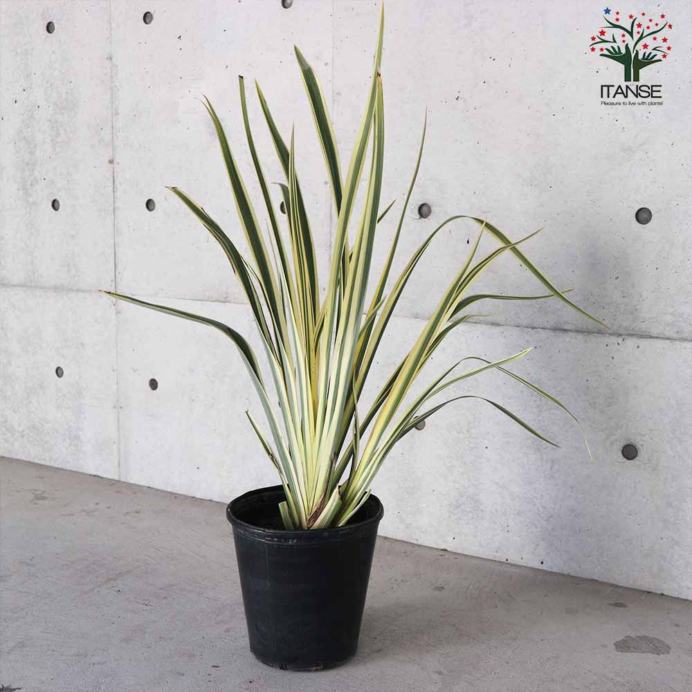 ニューサイラン(入才蘭)・バリエガータ【花苗 8号ナーセリーポット大苗 多年草カラーリーフ・オーナメンタルプランツ苗／1個売り】