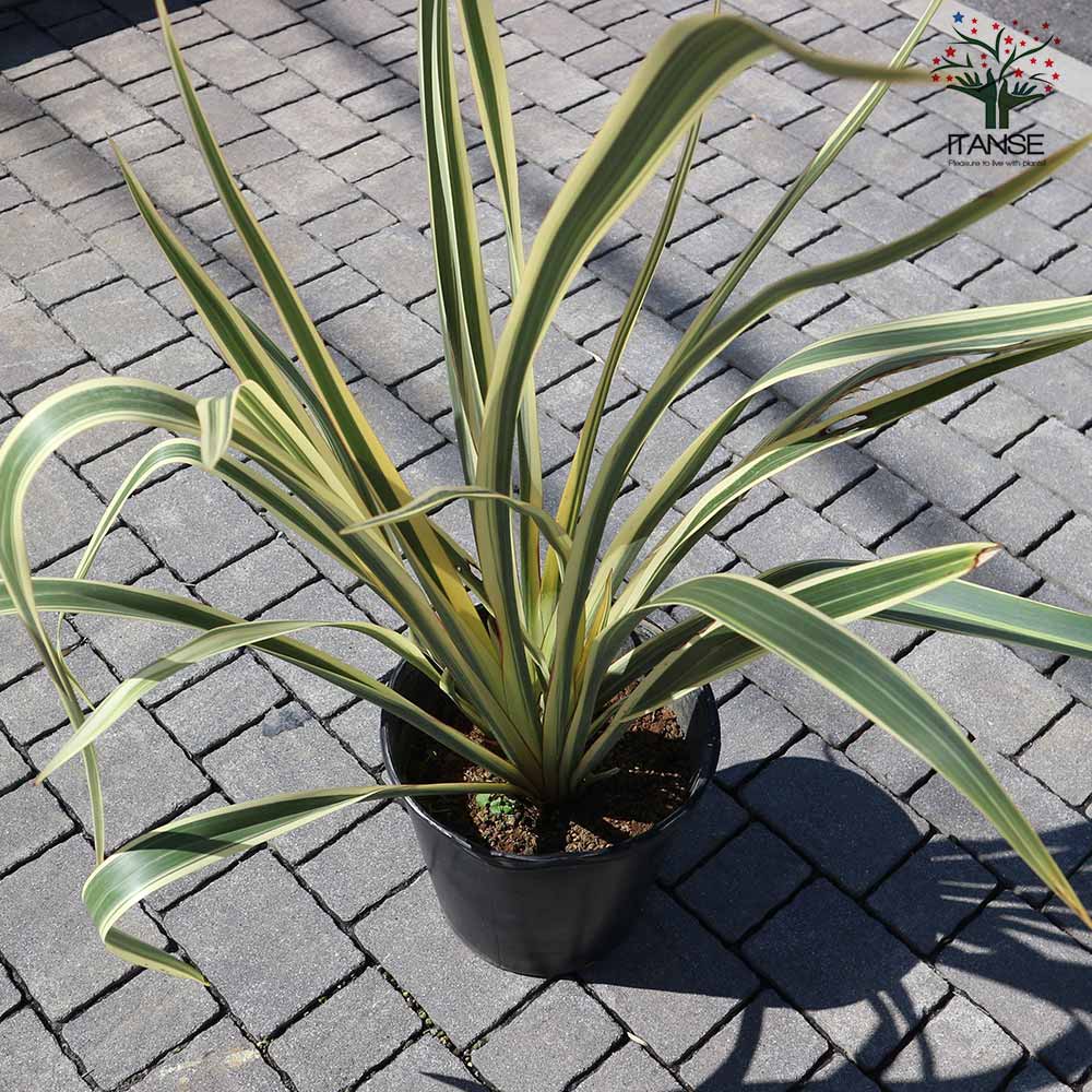 ニューサイラン(入才蘭)・バリエガータ【花苗 8号ナーセリーポット大苗 多年草カラーリーフ・オーナメンタルプランツ苗／1個売り】