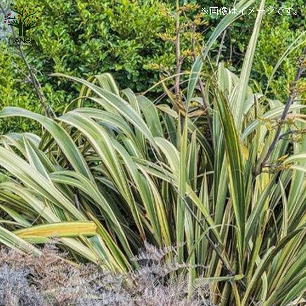 ニューサイラン(入才蘭)・バリエガータ【花苗 8号ナーセリーポット大苗 多年草カラーリーフ・オーナメンタルプランツ苗／1個売り】