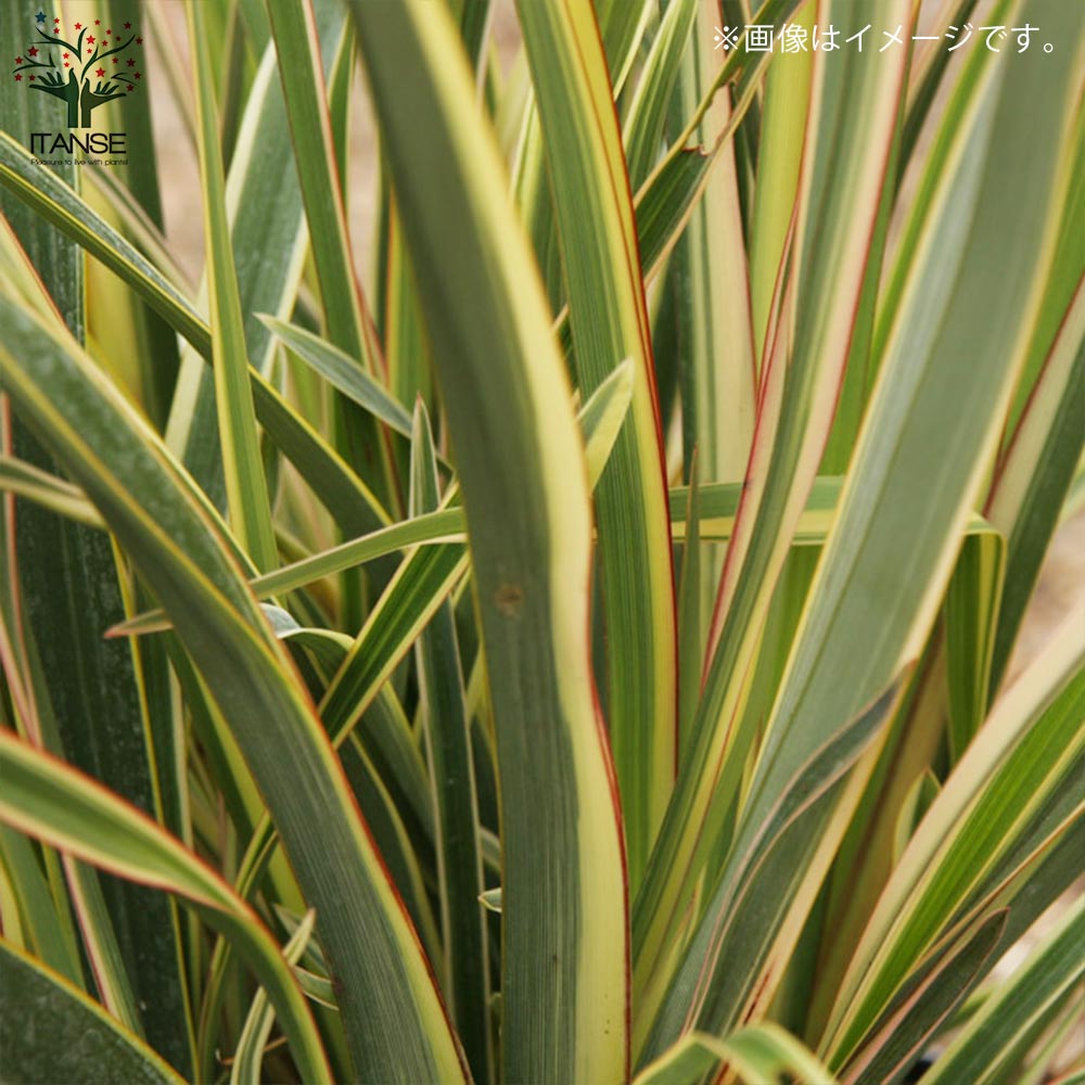 ニューサイラン(入才蘭)・バリエガータ【花苗 8号ナーセリーポット大苗 多年草カラーリーフ・オーナメンタルプランツ苗／1個売り】