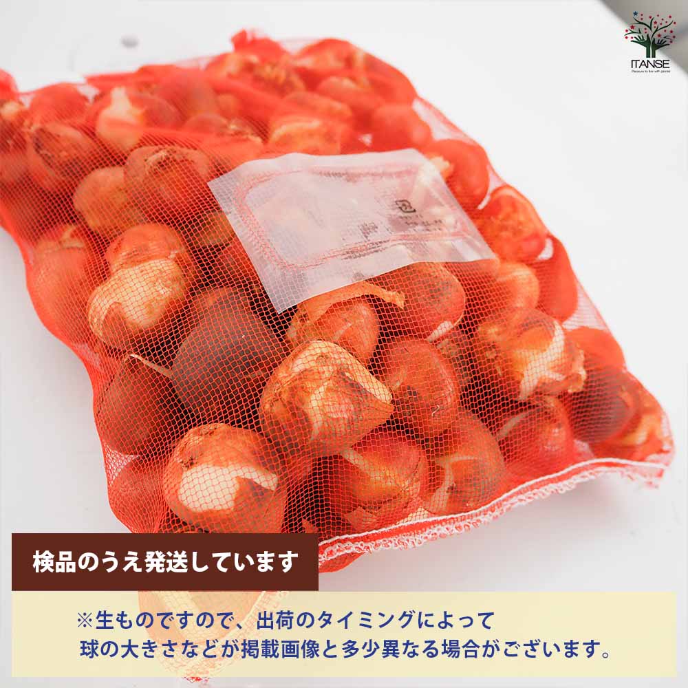 花球根 チューリップ 袋詰め 徳用混合 【花球根 100球】｜ 【植物の