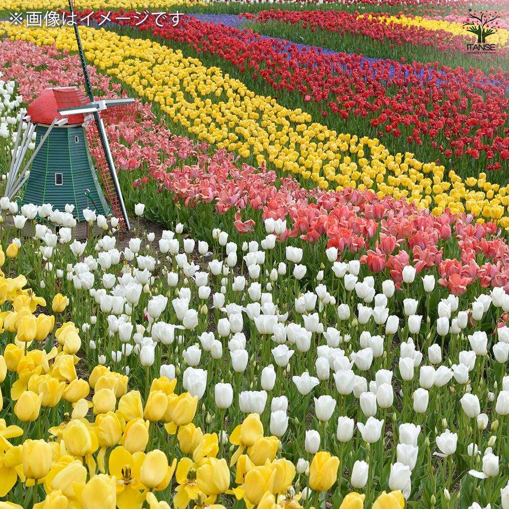 花球根 チューリップ 袋詰め 徳用混合 【花球根 100球】｜ 【植物の