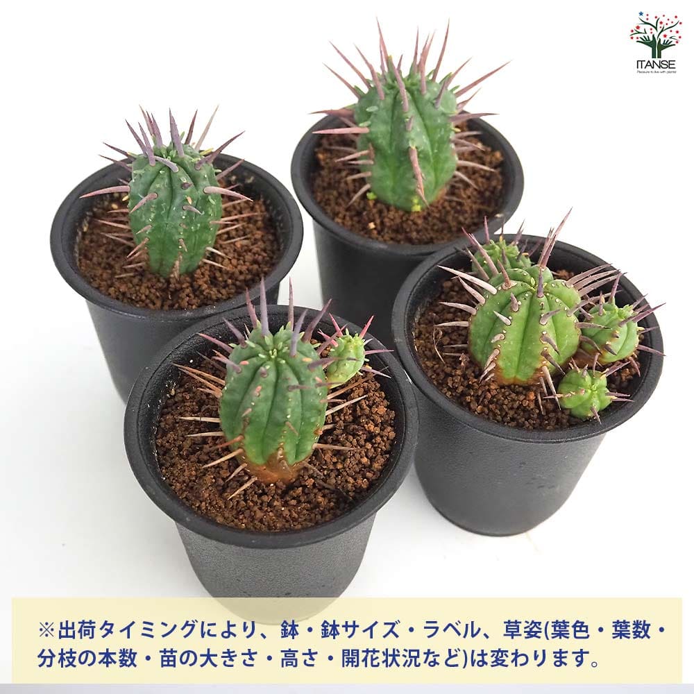 ユーフォルビア フェロックス 【多肉植物 2.5号／1個売り】｜ 【植物の