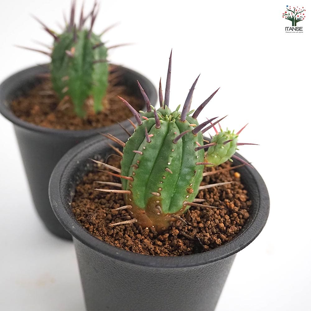 ユーフォルビア フェロックス 【多肉植物 2.5号／1個売り】｜ 【植物の