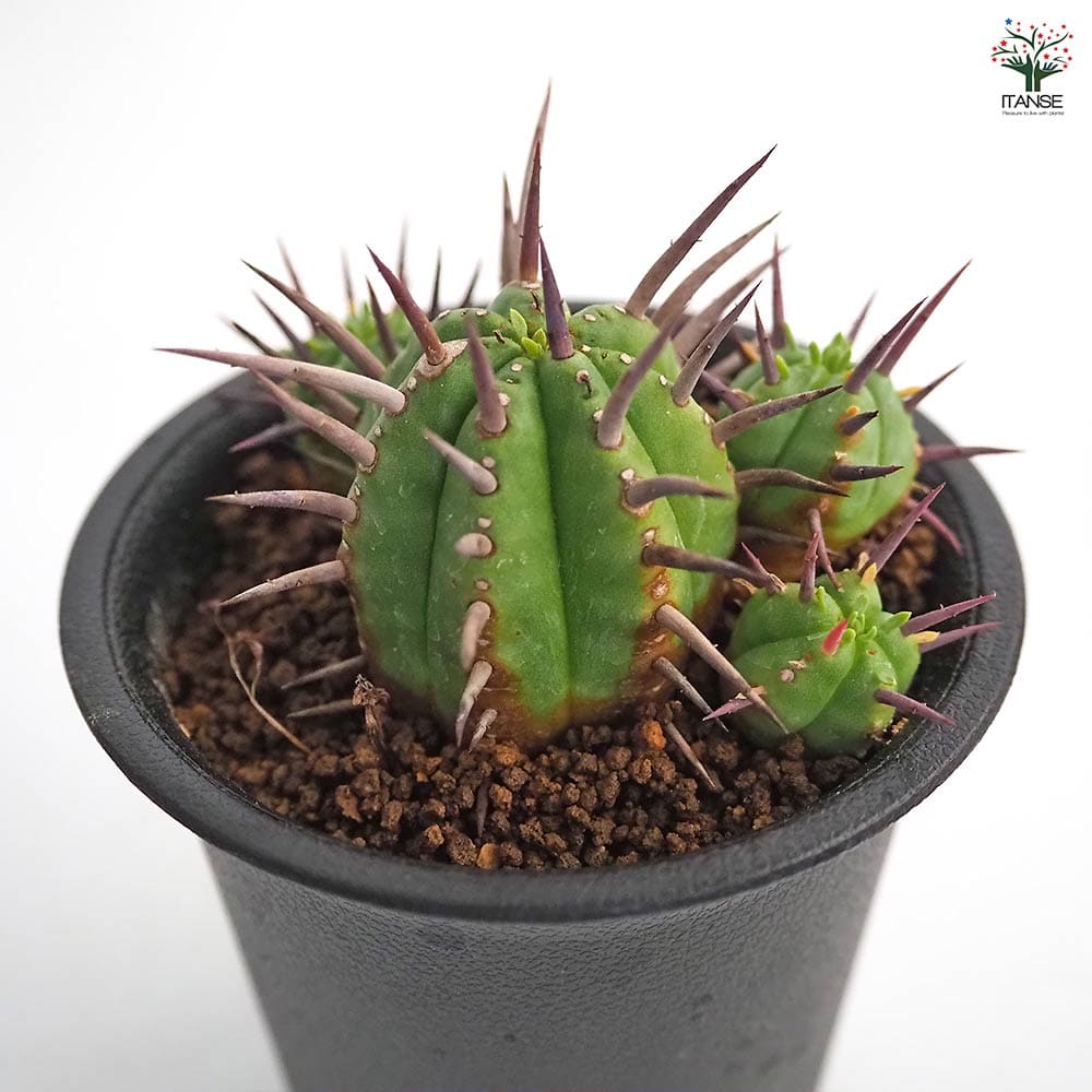 ユーフォルビア フェロックス 【多肉植物 2.5号／1個売り】｜ 【植物の