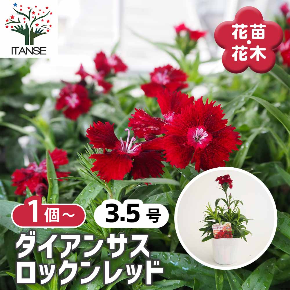 パシフィックレッドダイド 専用苗 ダイアンサス ロックンレッド 【花苗 3.5号】｜ 【植物のITANSE