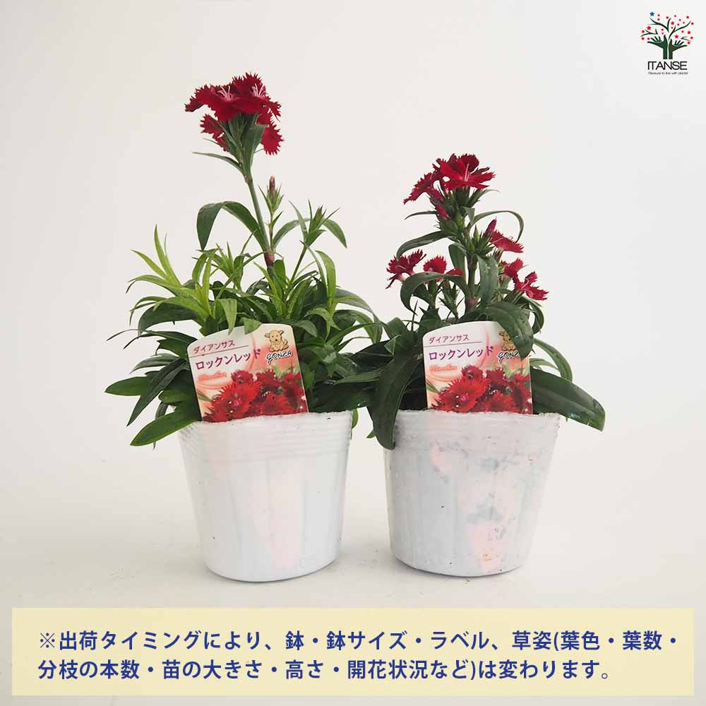 ダイアンサス ロックンレッド 【花苗 3.5号】｜ 【植物のITANSE