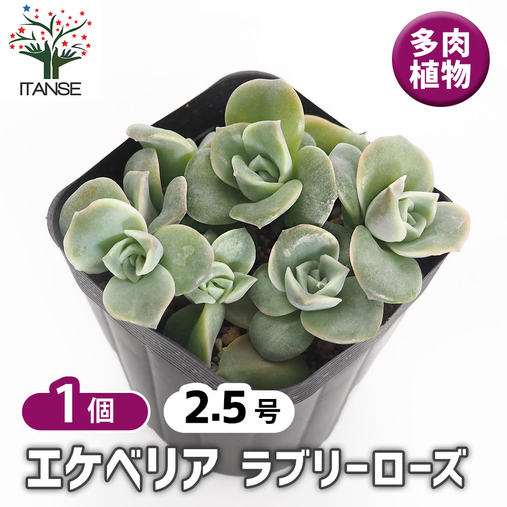 エケベリア ラブリーローズ 【多肉植物 2.5号】｜ 【植物の