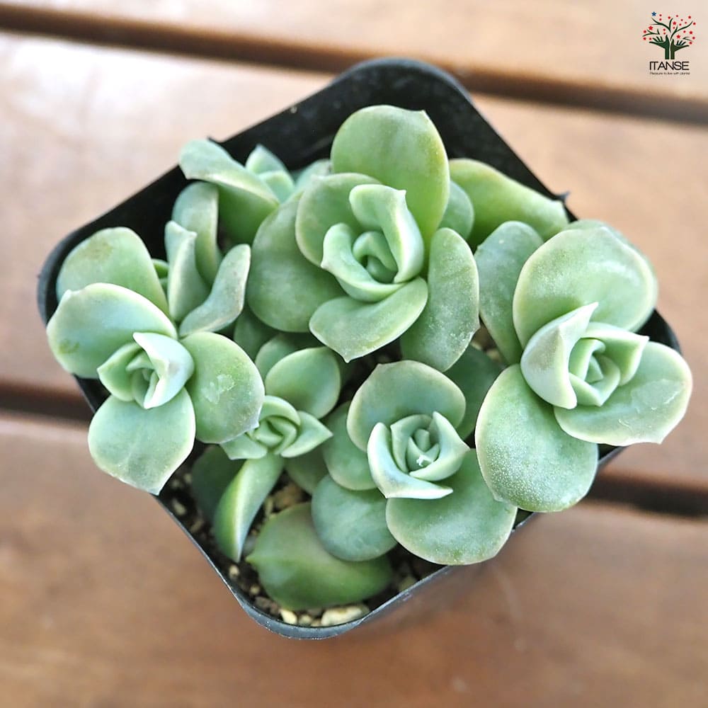 エケベリア ラブリーローズ 【多肉植物 2.5号】｜ 【植物の