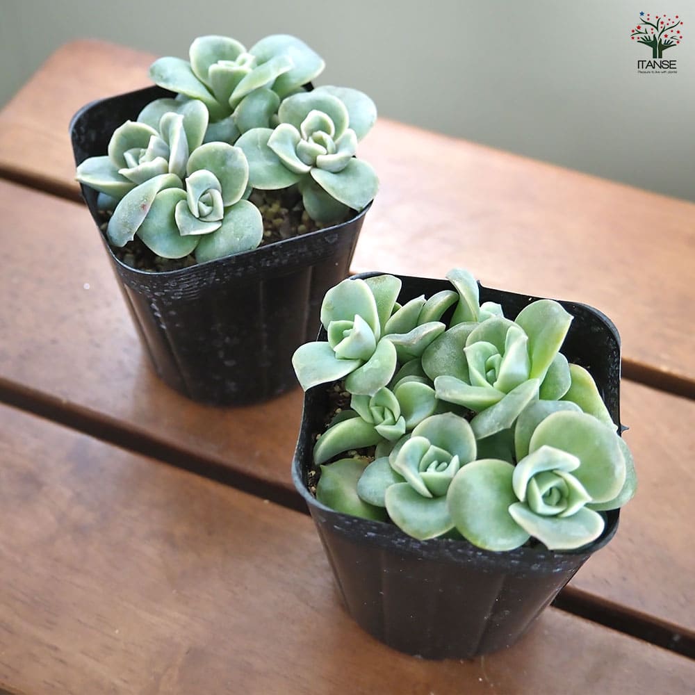 エケベリア ラブリーローズ 【多肉植物 2.5号】｜ 【植物の