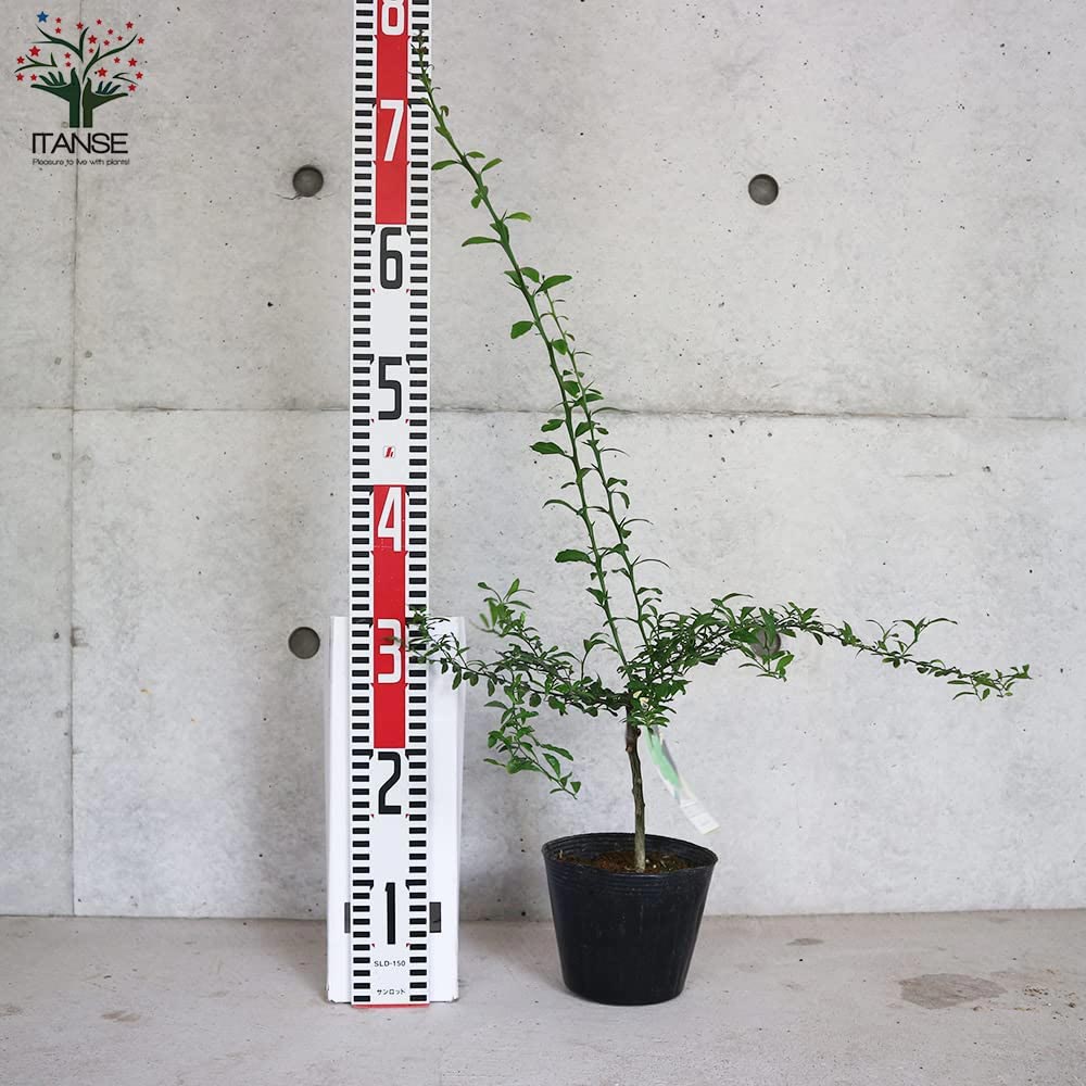 フィンガーライムの苗木 グリーンアルストンビル【果樹の苗木 4.5号 接木苗／1個売り】