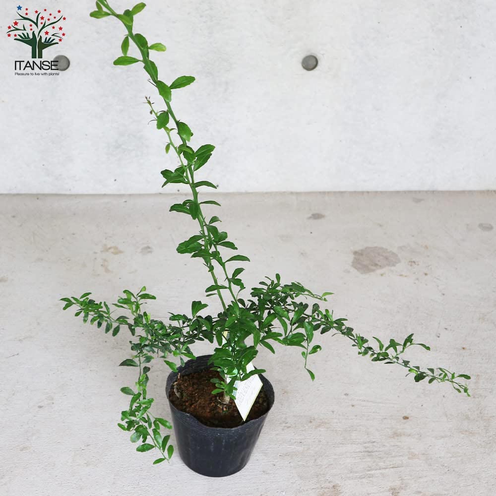 フィンガーライムの苗木 グリーンアルストンビル【果樹の苗木