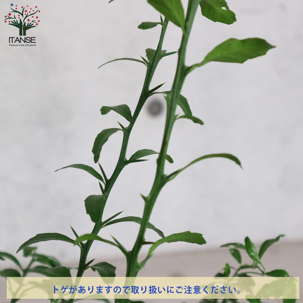 フィンガーライムの苗木 グリーンアルストンビル【果樹の苗木 4.5号 接木苗／1個売り】