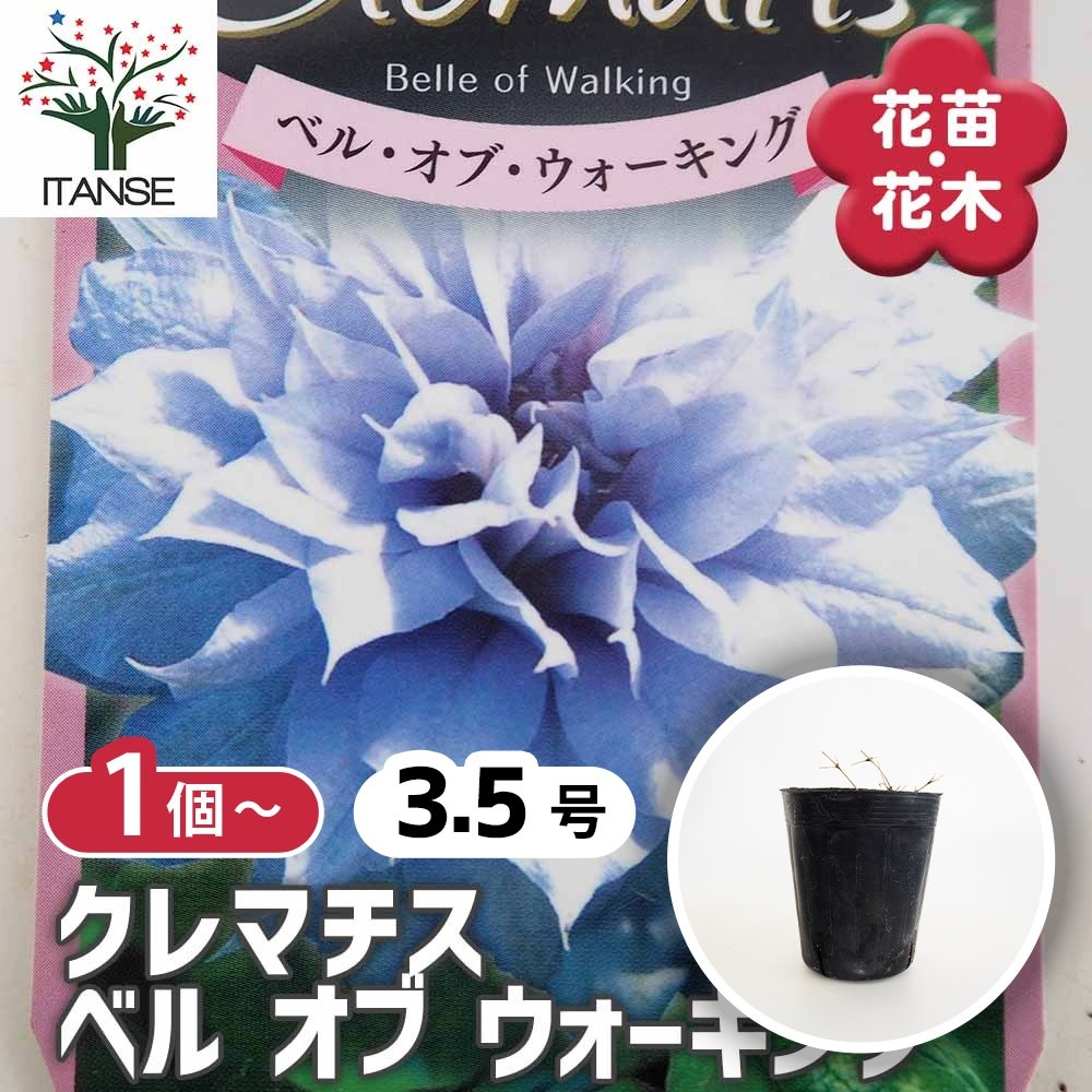 クレマチス ベル オブ ウォーキング 【花苗 3.5号】｜ 【植物の