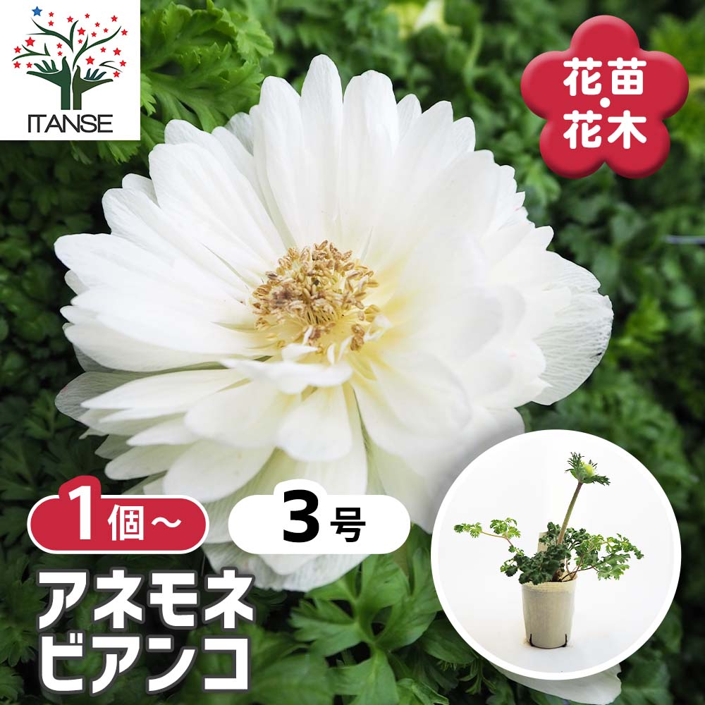 アネモネ レバンテ ビアンコ 【花苗 3号】｜ 【植物のITANSE