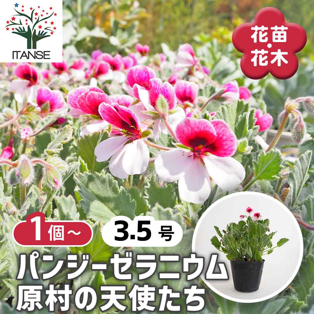 パンジーゼラニウム 原村の天使たち 【花苗 3.5号】｜ 【植物の