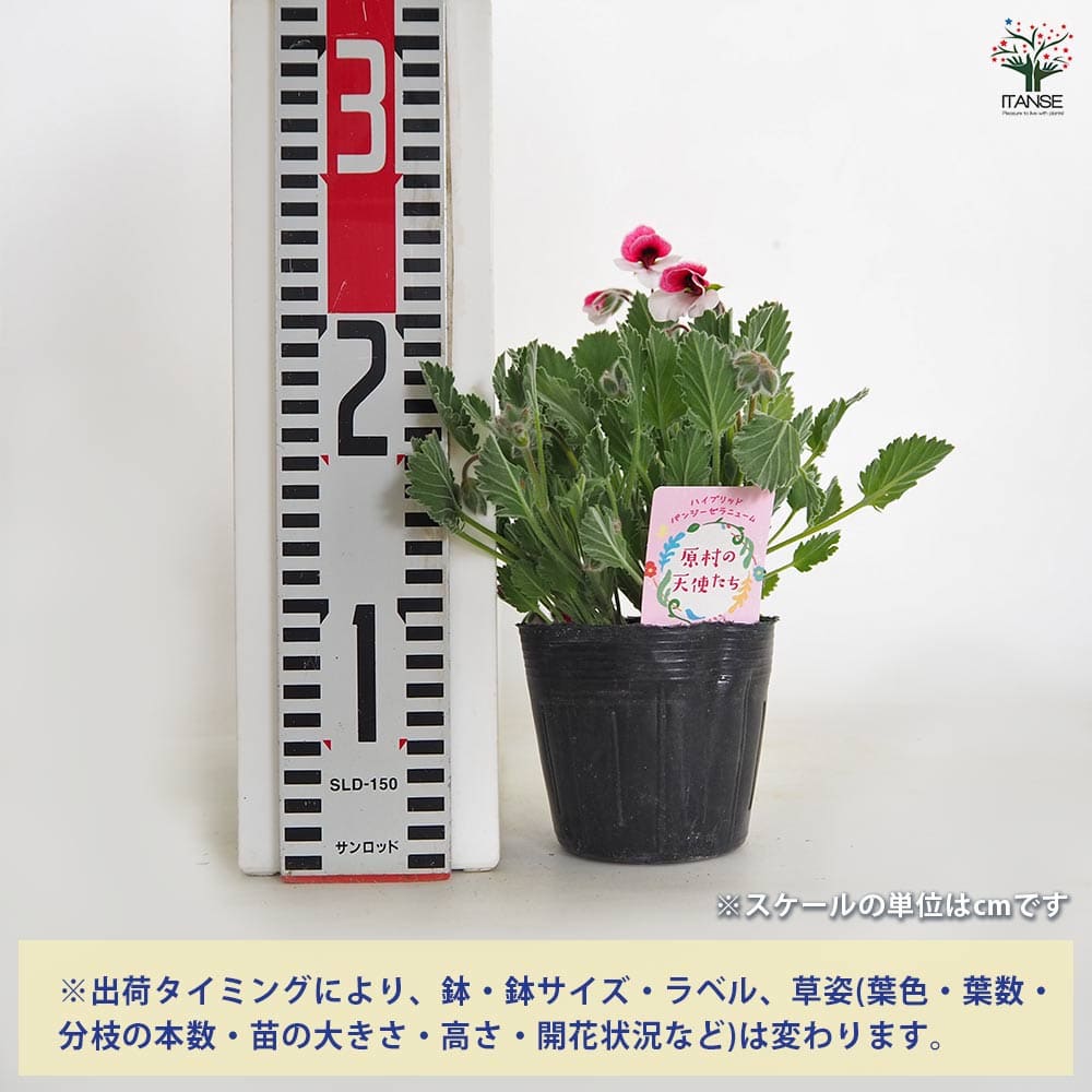 パンジーゼラニウム 原村の天使たち 【花苗 3.5号】