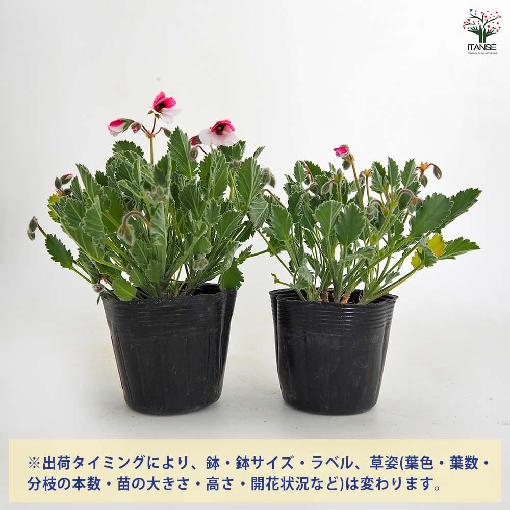 パンジーゼラニウム 原村の天使たち 【花苗 3.5号】｜ 【植物の