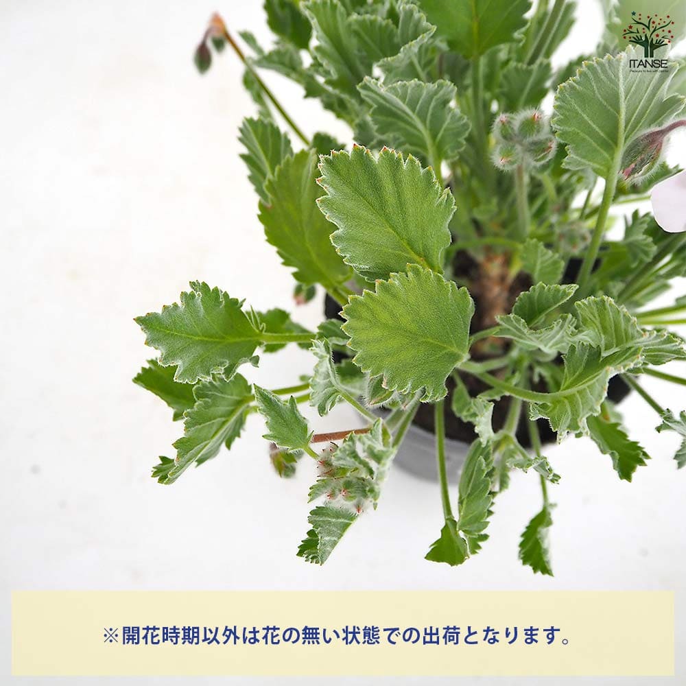 パンジーゼラニウム 原村の天使たち 【花苗 3.5号】