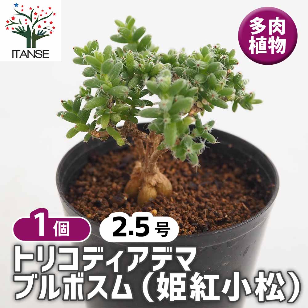 【多肉植物】トリコディアデマ　ブルボスム　姫紅小松 トリコディアデマ ブルボスム 姫紅小松 【多肉植物 2.5号／1個売り