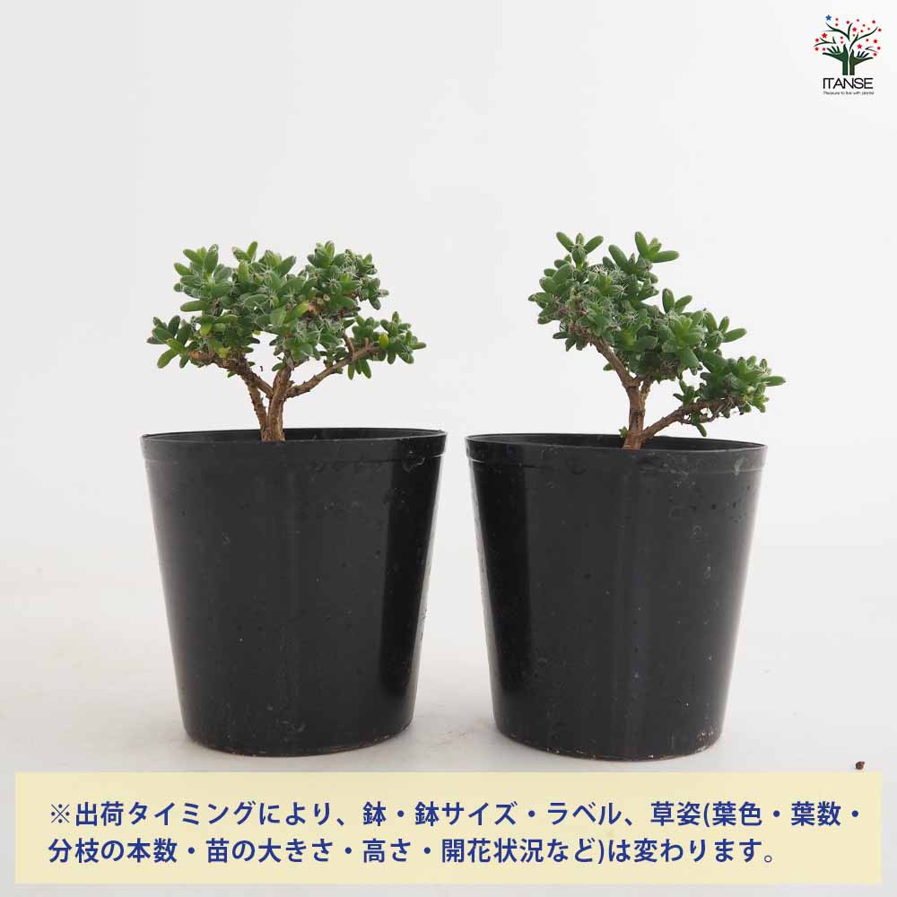 トリコディアデマ ブルボスム 姫紅小松 【多肉植物 2.5号／1個売り