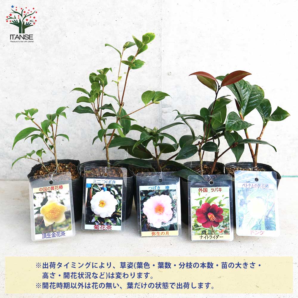 椿(つばき)の苗木 5品種各1個(合計5個)セット：ドンケ、頂生金花茶