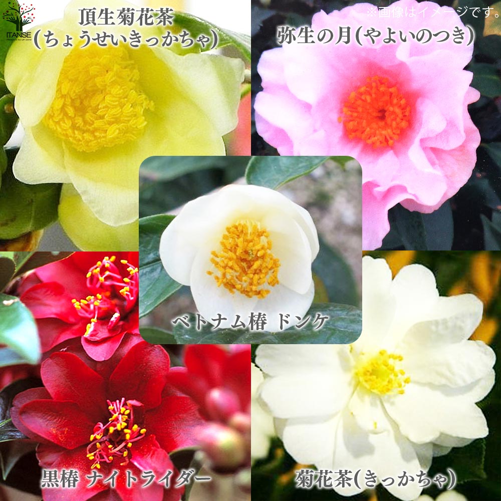 椿(つばき)の苗木 5品種各1個(合計5個)セット：ドンケ、頂生金花茶