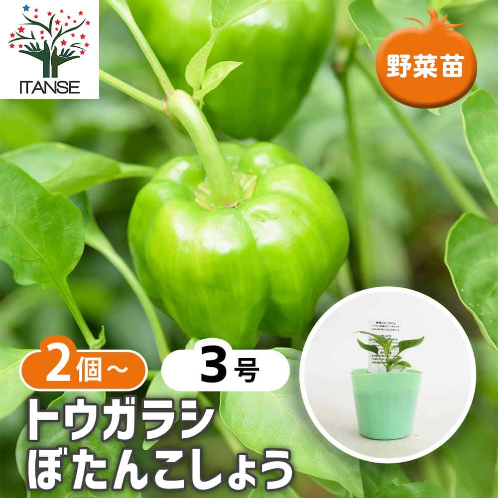 とうがらしの苗 ぼたんこしょう2個～ 【野菜の苗 3号】｜ 【植物の