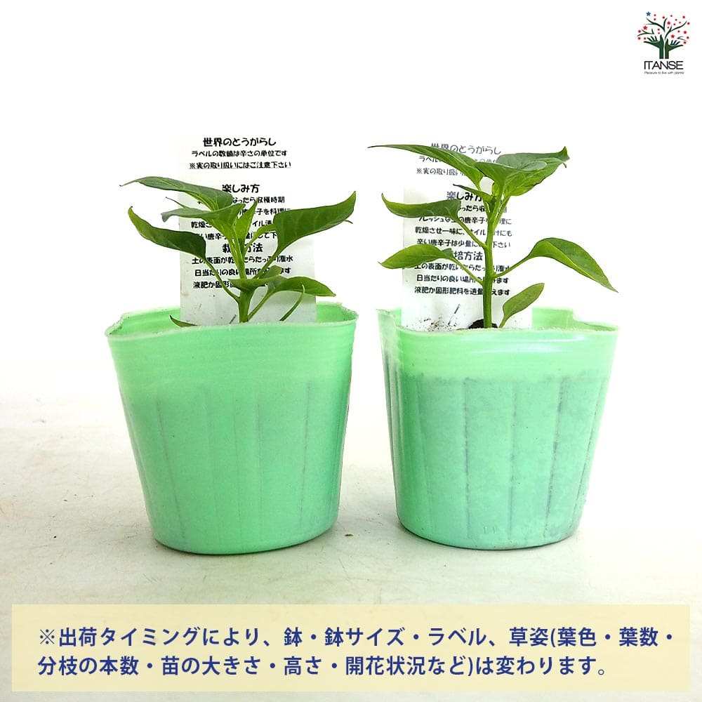 とうがらしの苗 ぼたんこしょう2個～ 【野菜の苗 3号】｜ 【植物の