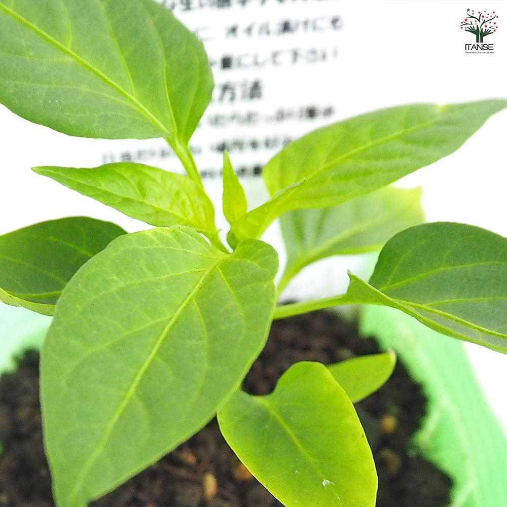 とうがらしの苗 ぼたんこしょう2個～ 【野菜の苗 3号】｜ 【植物の