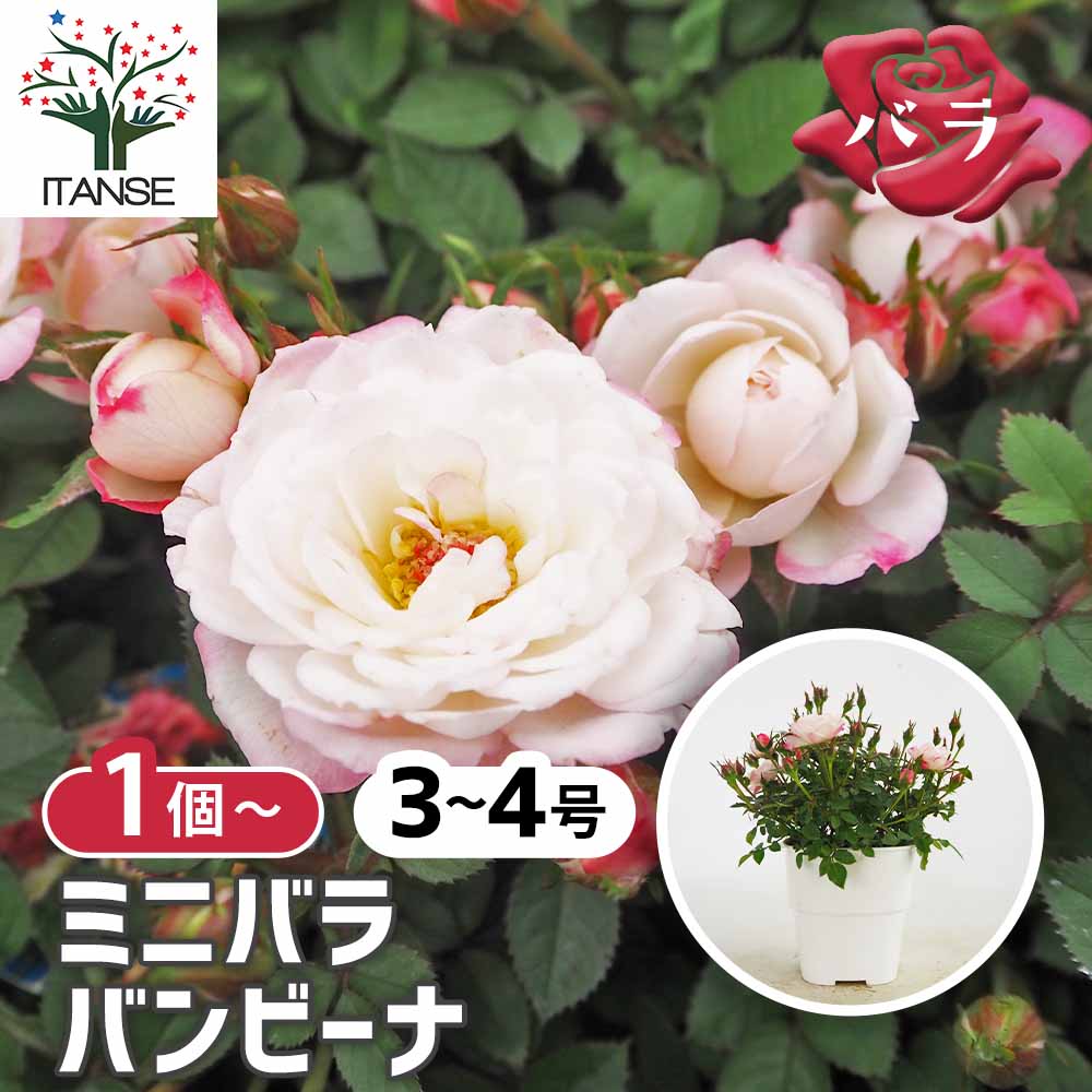 ミニ薔薇 バンビーナ 【花木苗 3号】｜ 【植物のITANSE】全品