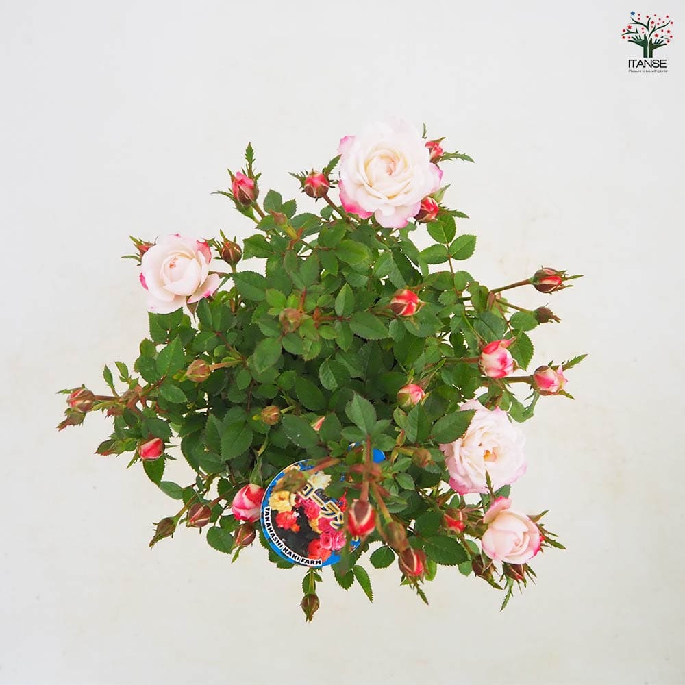ミニ薔薇 バンビーナ 【花木苗 3号】｜ 【植物のITANSE】全品