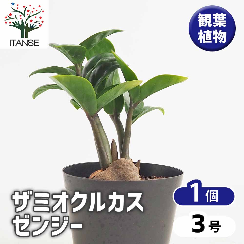 ザミオクルカス ゼンジー 【観葉植物 3号／1個売り】｜ 【植物の