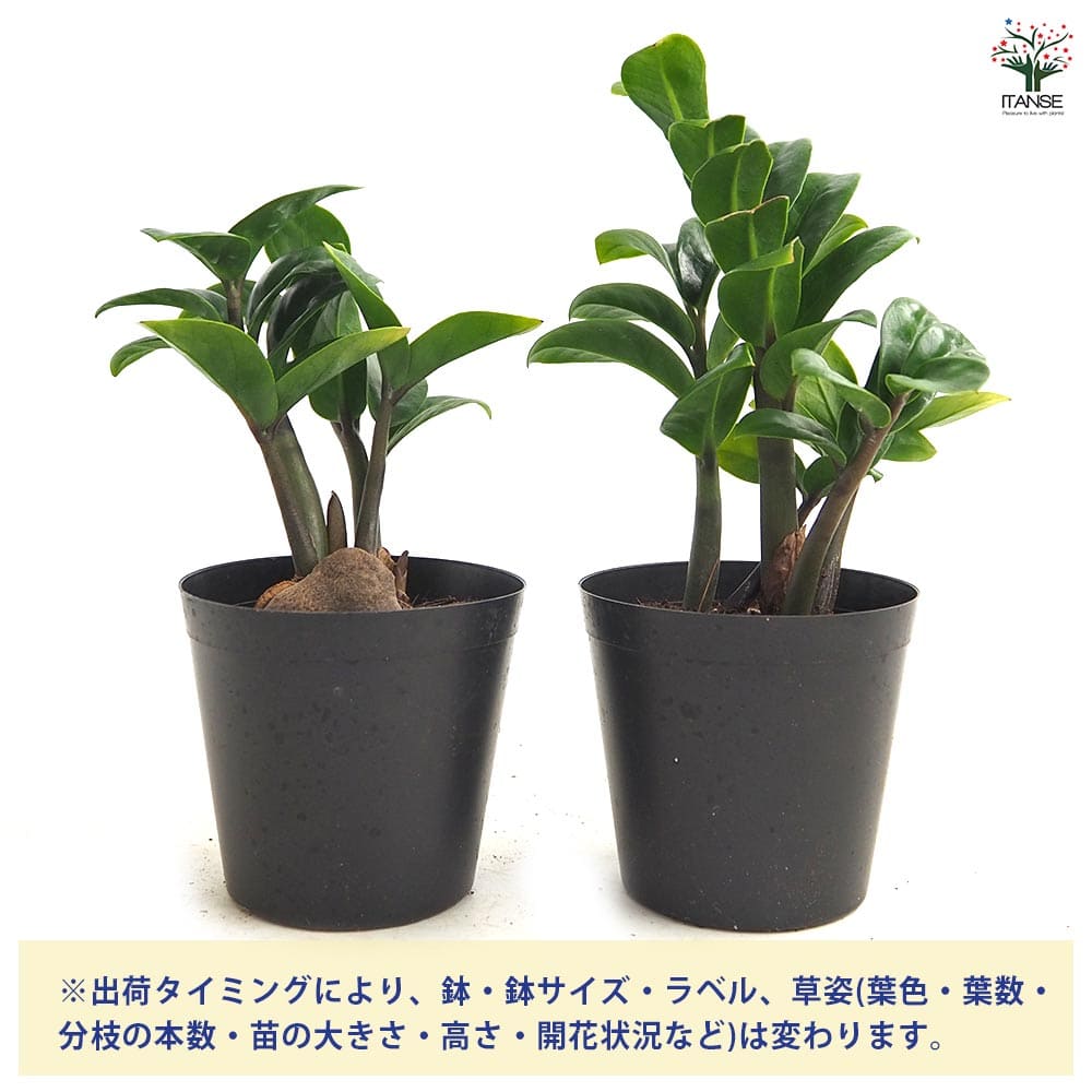 ザミオクルカス ゼンジー 【観葉植物 3号／1個売り】｜ 【植物の