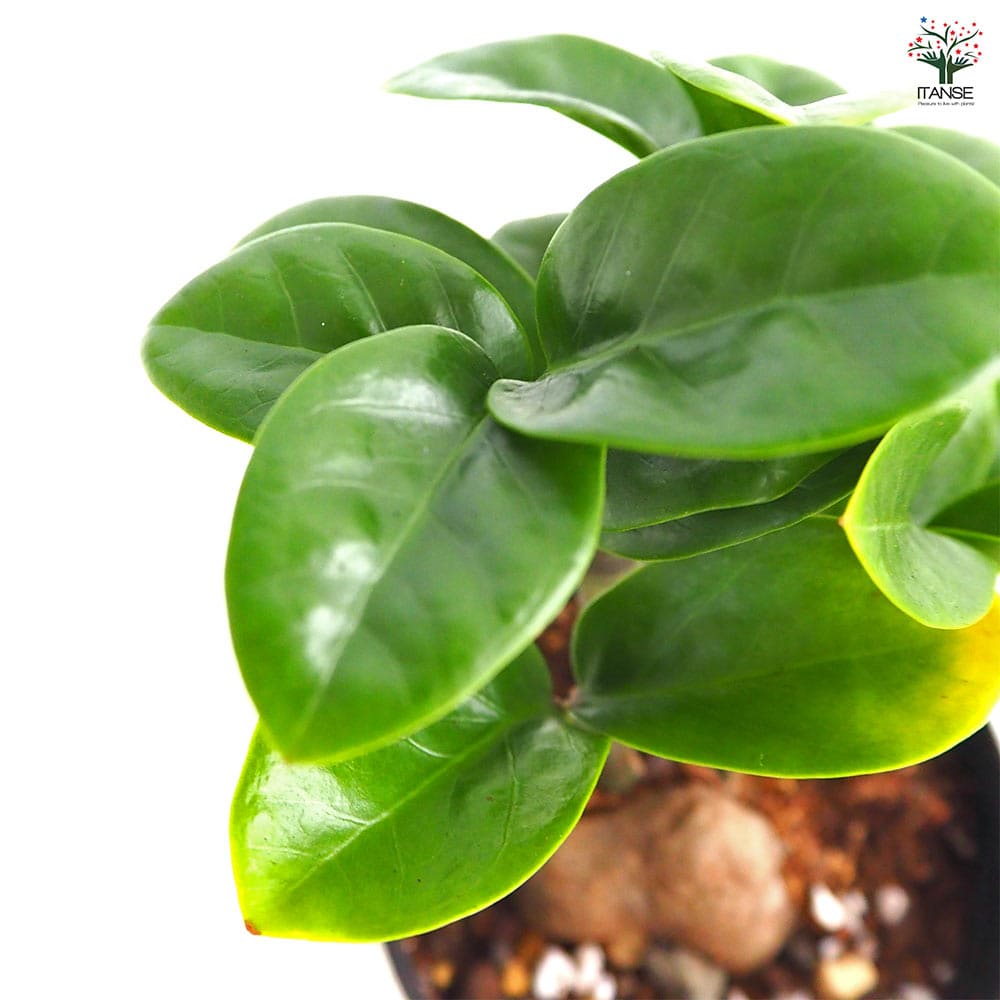 ザミオクルカス ゼンジー 【観葉植物 3号/1個売り】