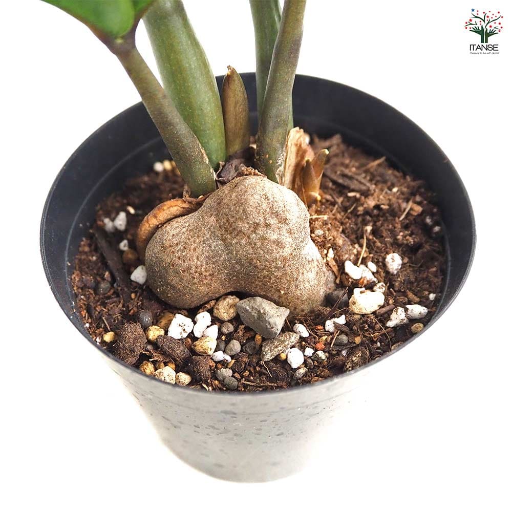 ザミオクルカス ゼンジー 【観葉植物 3号/1個売り】