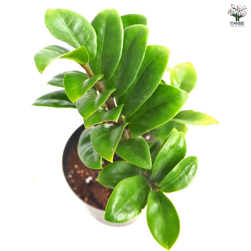 ザミオクルカス ゼンジー 【観葉植物 3号/1個売り】