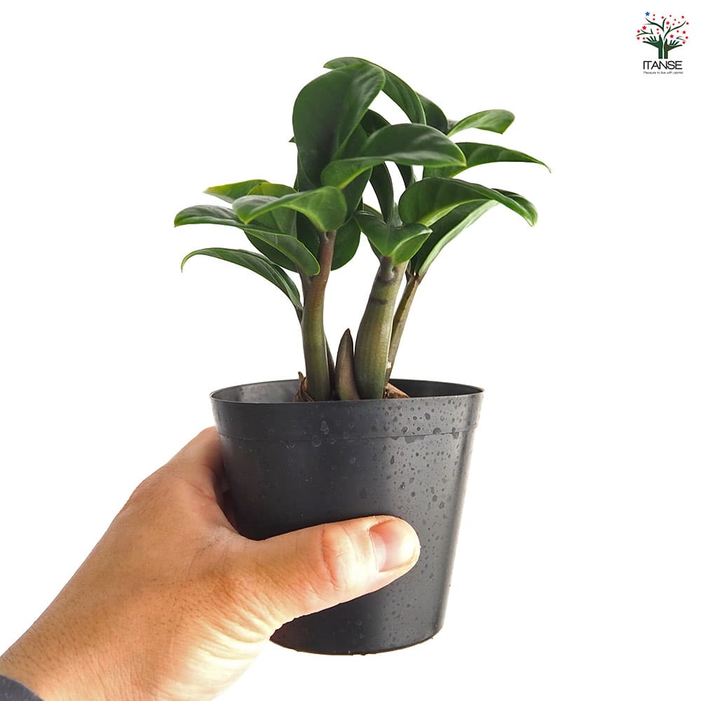 ザミオクルカス ゼンジー 【観葉植物 3号/1個売り】
