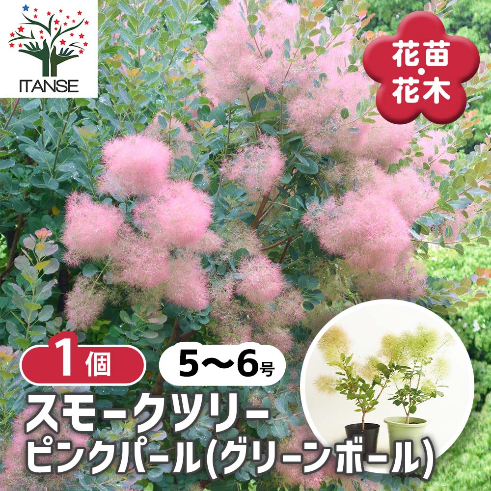 スモークツリー ピンクパール(グリーンボール)