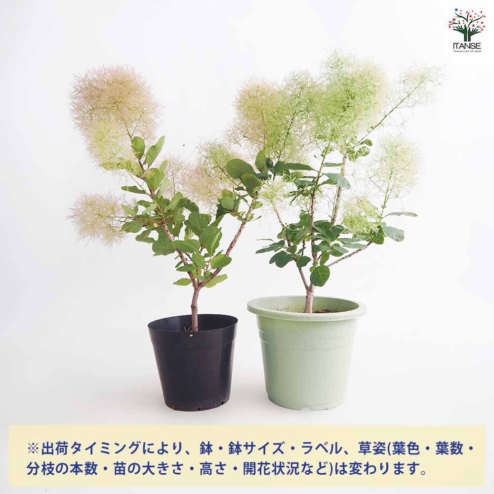 スモークツリー ピンクパール(グリーンボール) 【花木苗 5号／1個売り